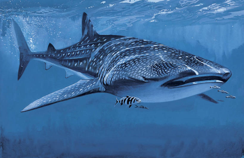 游泳,无人,横图,插画,特写,白天,数码,科技,水下,海洋,水,热带鱼,野生动物,阴影,波纹,网络,高光,几何,计算机图形,合成,图像,图画,鱼类,画,蓝色,动物,电脑合成图,数码合成图,生物学,合成图,主题,咸水鱼,漫画,计算机制图,写实,具体,具象,构图,鲸鲨,彩图,时空,动物学,脊椎动物亚门