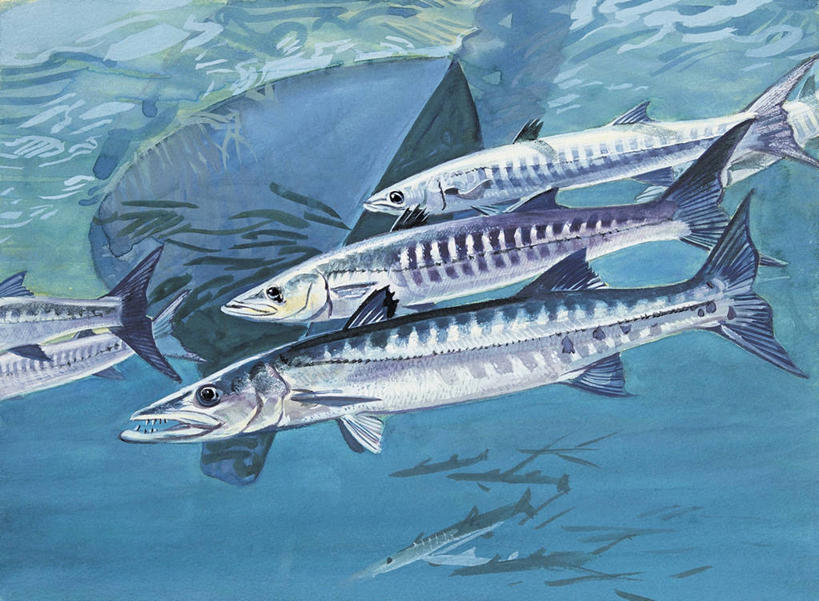 游泳,无人,横图,插画,特写,数码,科技,水下,水,热带鱼,野生动物,阴影,科学,网络,高光,几何,计算机图形,合成,图像,图画,鱼类,画,动物,生物,五只,电脑合成图,数码合成图,生物学,合成图,主题,自然现象,漫画,计算机制图,梭鱼类,写实,具体,具象,构图,彩图,时空,动物学,大梭鱼,脊椎动物亚门