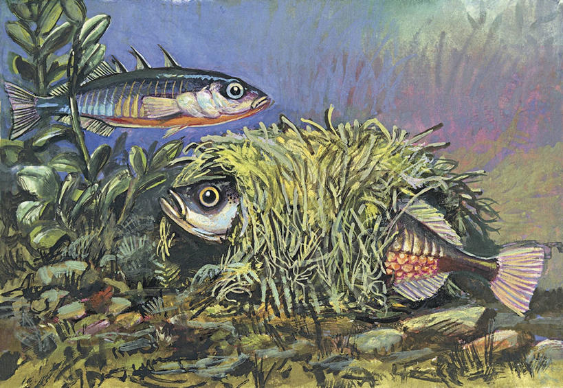 游泳,无人,横图,插画,特写,白天,数码,科技,水下,海洋,水,植物,热带鱼,野生动物,阴影,网络,鱼,高光,几何,计算机图形,合成,图像,图画,鱼类,画,动物,两只,鲈鱼,电脑合成图,数码合成图,生物学,气候,热带气候,合成图,水生植物,主题,漫画,计算机制图,写实,具体,具象,花鲈,鲈板,鲈子鱼,构图,濑鱼,彩图,时空,动物学,脊椎动物亚门