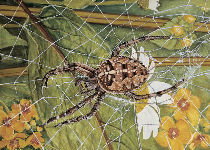 无人,横图,插画,室外,特写,白天,数码,科技,野生动物,叶子,阴影,科学,网络,蜘蛛,蜘蛛网,高光,几何,计算机图形,合成,图像,图画,画,动物,电脑合成图,数码合成图,生物学,合成图,主题,节肢动物,漫画,计算机制图,花园蜘蛛,写实,具体,具象,构图,彩图,时空,动物学