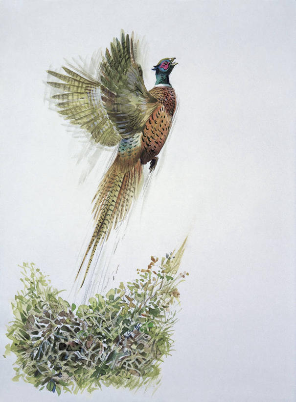 无人,竖图,插画,特写,白色背景,数码,科技,鸟,野生动物,雉,阴影,科学,网络,鸟类,高光,几何,计算机图形,合成,图像,图画,飞,画,白色,动物,电脑合成图,数码合成图,生物学,合成图,主题,环颈雉,漫画,计算机制图,写实,具体,具象,构图,彩图,鸡形目,动物学,脊椎动物亚门