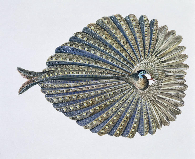 无人,横图,插画,特写,白色背景,数码,科技,野生动物,雉,羽毛,阴影,网络,翅膀,鸟类,高光,几何,计算机图形,合成,图像,图画,画,白色,动物,电脑合成图,数码合成图,生物学,合成图,主题,漫画,计算机制图,写实,具体,具象,构图,大眼斑雉,彩图,舞蹈,鸡形目,动物行为,动物学,脊椎动物亚门