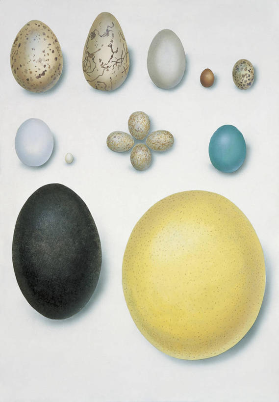 无人,竖图,插画,特写,白色背景,数码,科技,海鸟,海鸥,鸟,许多,阴影,网络,苍鹭,鸟类,夜莺,很多,高光,几何,计算机图形,合成,图像,图画,画,白色,概念,比较,多样,电脑合成图,数码合成图,生物学,合成图,主题,漫画,计算机制图,写实,具体,具象,卵,构图,灰鹳,开端,海鸦,海鸽,彩图,动物学