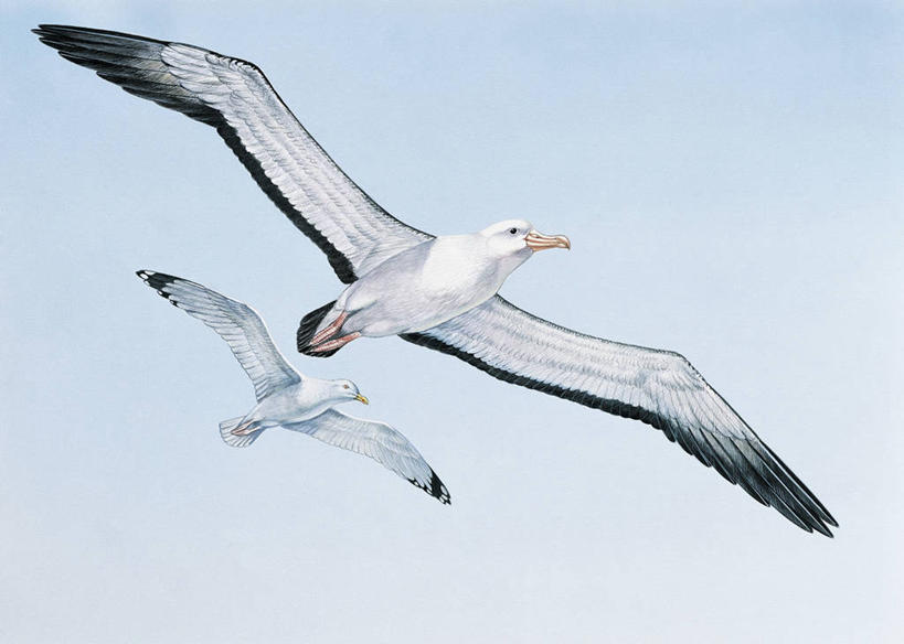 无人,横图,插画,室外,白天,数码,科技,野生动物,信天翁,羽毛,阴影,网络,翅膀,鸟类,半空,高光,几何,计算机图形,合成,图像,图画,飞,画,天空,动物,两只,电脑合成图,数码合成图,生物学,合成图,主题,漫画,计算机制图,万里无云,写实,具体,具象,构图,漂泊信天翁,彩图,时空,动物学,脊椎动物亚门