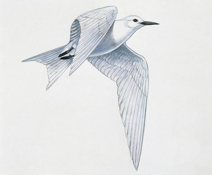 无人,横图,插画,特写,白色背景,数码,科技,野生动物,阴影,网络,翅膀,鸟类,燕鸥,高光,几何,计算机图形,合成,图像,图画,飞,画,白色,动物,电脑合成图,数码合成图,生物学,合成图,主题,漫画,喙,计算机制图,写实,具体,具象,构图,白燕鸥,彩图,动物学,脊椎动物亚门
