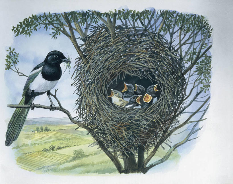 无人,横图,插画,室外,特写,白天,数码,科技,植物,野生动物,喜鹊,叶子,阴影,网络,鸟类,昆虫,鸟巢,枝,高光,几何,计算机图形,合成,图像,小鸟,图画,拿着,依靠,画,树,动物,概念,生物,保护,电脑合成图,数码合成图,生物学,合成图,关爱,主题,节肢动物,漫画,计算机制图,写实,具体,具象,构图,鸣鸟,开端,触摸,彩图,时空,动物学,脊椎动物亚门