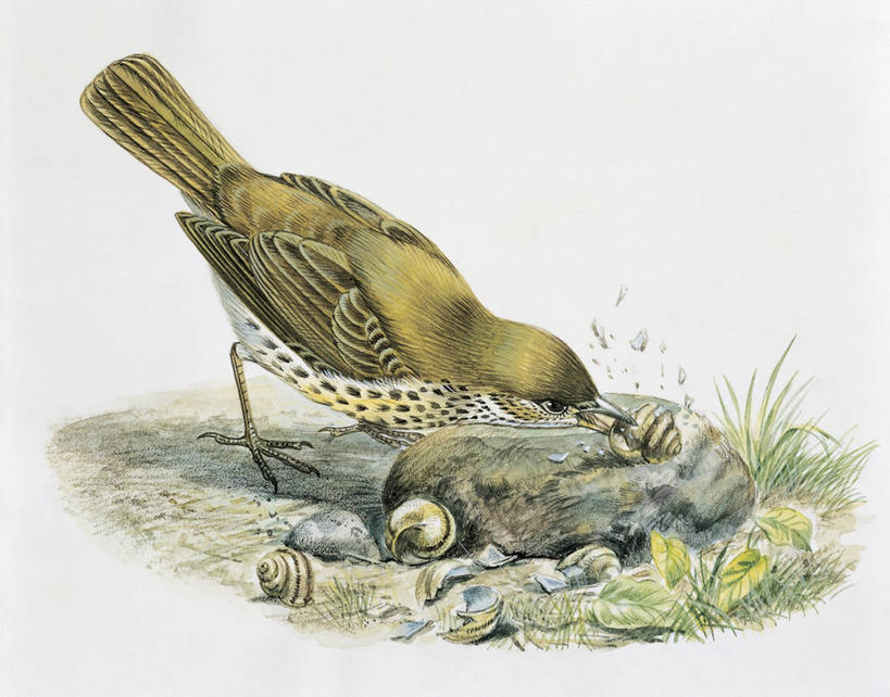 无人,横图,插画,特写,白色背景,数码,科技,野生动物,贝壳,四只,阴影,科学,网络,画眉,鸟类,捕食,蜗牛,高光,几何,计算机图形,合成,图像,图画,画,白色,电脑合成图,数码合成图,生物学,合成图,主题,漫画,计算机制图,写实,具体,具象,构图,腹足动物,鸣鸟,彩图,动物学,脊椎动物亚门