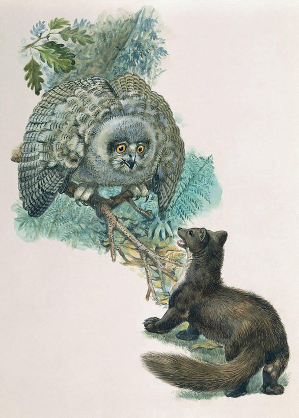 无人,竖图,插画,白色背景,数码,科技,植物,哺乳动物,猫头鹰,野生动物,鼬鼠,叶子,阴影,网络,鸟类,捕食,枝,高光,几何,计算机图形,合成,图像,图画,画,树,白色,动物,两只,概念,电脑合成图,数码合成图,生物学,暴力,合成图,主题,进攻,狡猾,漫画,计算机制图,写实,具体,具象,构图,狡诈,黄鼬,鹰雕,黄鼠狼,彩图,社会问题,动物学,大雕,脊椎动物亚门