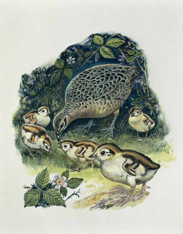 无人,竖图,插画,室外,特写,白天,旅游,度假,数码,科技,美景,鸟,野生动物,雉,叶子,阴影,网络,鸟类,景观,高光,几何,计算机图形,合成,图像,小鸟,图画,娱乐,画,草,自然,动物,享受,休闲,概念,生物,景色,放松,保护,电脑合成图,数码合成图,生物学,合成图,关爱,自然风光,主题,漫画,计算机制图,写实,具体,具象,构图,彩图,时空,动物学,脊椎动物亚门