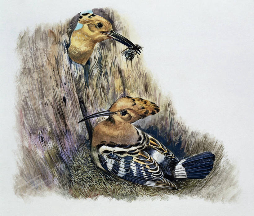 无人,横图,插画,室外,特写,白天,数码,科技,野生动物,阴影,网络,鸟类,昆虫,鸟巢,高光,几何,计算机图形,合成,图像,图画,拿着,依靠,画,草,动物,两只,概念,生物,电脑合成图,数码合成图,生物学,合成图,主题,节肢动物,漫画,喙,计算机制图,写实,具体,具象,构图,戴胜鸟,喂养,触摸,彩图,时空,动物学