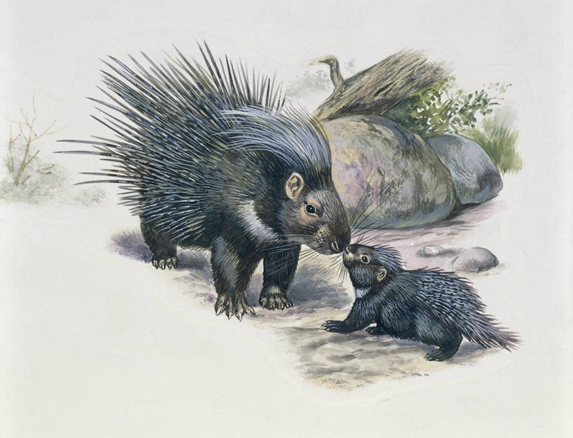 无人,横图,插画,室外,特写,白天,旅游,度假,数码,科技,美景,哺乳动物,豪猪,野生动物,阴影,网络,景观,高光,几何,计算机图形,合成,图像,图画,娱乐,画,自然,动物,两只,享受,休闲,概念,生物,景色,放松,保护,电脑合成图,数码合成图,生物学,合成图,关爱,自然风光,幼兽,主题,漫画,计算机制图,写实,具体,具象,构图,喂养,非洲冕豪猪,彩图,时空,动物学,脊椎动物亚门