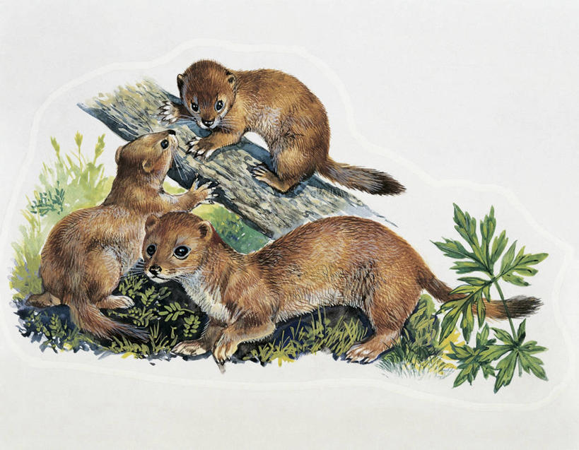 无人,横图,插画,特写,白色背景,数码,科技,哺乳动物,野生动物,鼬鼠,三只,连接,阴影,科学,网络,高光,几何,计算机图形,合成,图像,图画,画,树,树干,白色,动物,概念,生物,电脑合成图,数码合成图,生物学,合成图,主题,狡猾,漫画,计算机制图,写实,具体,具象,构图,狡诈,白鼬,黄鼬,黄鼠狼,彩图,动物学,脊椎动物亚门