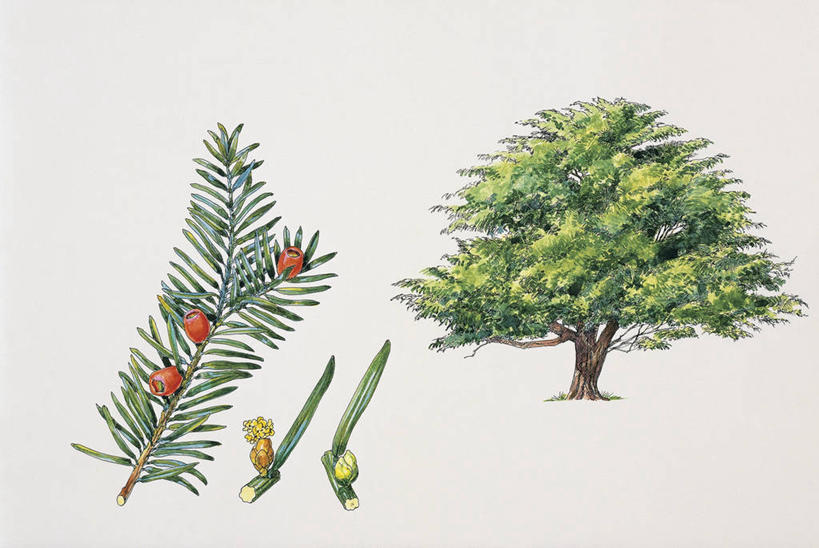 无人,横图,插画,特写,白色背景,数码,科技,植物,松树,浆果,阴影,科学,网络,种子,高光,几何,计算机图形,合成,图像,图画,画,树,绿色,白色,自然,概念,摄影,影棚,生长,电脑合成图,数码合成图,生物学,注射器,合成图,摄影棚,主题,漫画,发展,计算机制图,写实,具体,具象,紫杉,构图,针叶树,彩图,影棚拍摄,拍摄,针叶