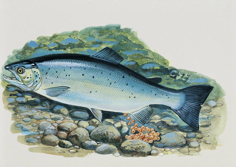 游泳,无人,横图,插画,特写,白色背景,数码,科技,水下,鲑鱼,野生动物,阴影,网络,高光,几何,计算机图形,合成,图像,图画,鱼类,画,白色,动物,概念,鹅卵石,生物,电脑合成图,数码合成图,生物学,合成图,主题,漫画,计算机制图,写实,具体,具象,卵,构图,产卵,开端,岩石,彩图,时空,动物学,脊椎动物亚门