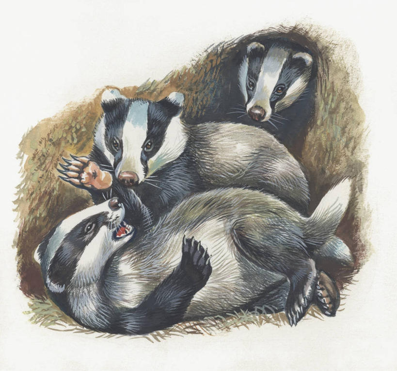 无人,横图,插画,室外,数码,科技,哺乳动物,野生动物,鼬鼠,三只,阴影,科学,网络,高光,几何,计算机图形,合成,图像,图画,画,动物,概念,生物,洞穴,电脑合成图,数码合成图,生物学,合成图,幼兽,主题,狡猾,漫画,计算机制图,写实,具体,具象,构图,狡诈,獾,黄鼬,黄鼠狼,彩图,时空,动物学,脊椎动物亚门