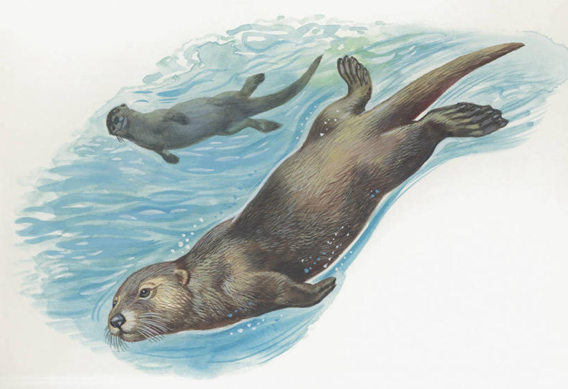 游泳,无人,横图,插画,特写,白天,白色背景,数码,科技,水下,海洋,水,哺乳动物,野生动物,水獭,阴影,科学,网络,高光,几何,计算机图形,合成,图像,图画,画,白色,动物,两只,生物,电脑合成图,数码合成图,生物学,合成图,主题,海獭,漫画,计算机制图,写实,具体,具象,构图,濒危物种,彩图,时空,动物学,脊椎动物亚门