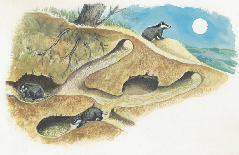 无人,横图,插画,室外,白天,数码,科技,水,太阳,哺乳动物,野生动物,鼬鼠,三只,阴影,科学,网络,根部,高光,几何,计算机图形,合成,图像,图画,画,草,树,树干,天空,动物,生物,部分,电脑合成图,数码合成图,生物学,合成图,横截面,自然现象,狡猾,漫画,计算机制图,写实,具体,具象,构图,狡诈,獾,黄鼬,黄鼠狼,彩图,时空,动物学,脊椎动物亚门