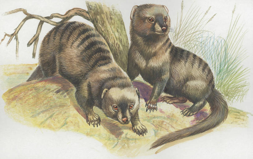 无人,横图,插画,室外,特写,白天,数码,科技,森林,植物,哺乳动物,野生动物,阴影,科学,网络,高光,几何,计算机图形,合成,图像,图画,画,树,树干,动物,两只,电脑合成图,数码合成图,生物学,合成图,主题,漫画,猫鼬,计算机制图,写实,具体,具象,构图,非洲獴,彩图,时空,动物学,林区,脊椎动物亚门