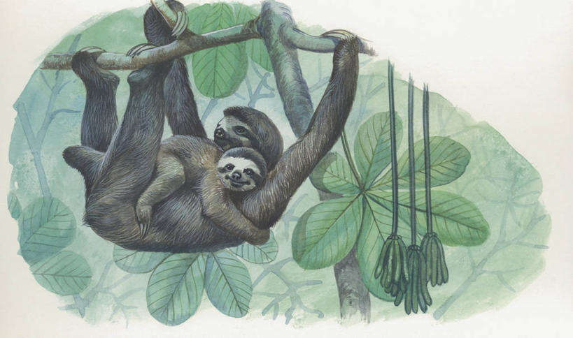 无人,横图,插画,室外,特写,白天,数码,科技,森林,哺乳动物,野生动物,叶子,吊挂,悬挂,阴影,科学,网络,枝,高光,几何,计算机图形,挂,合成,图像,图画,画,动物,两只,概念,生物,电脑合成图,数码合成图,生物学,合成图,主题,三趾树懒,漫画,计算机制图,写实,具体,具象,构图,树懒,彩图,时空,动物学,林区,脊椎动物亚门