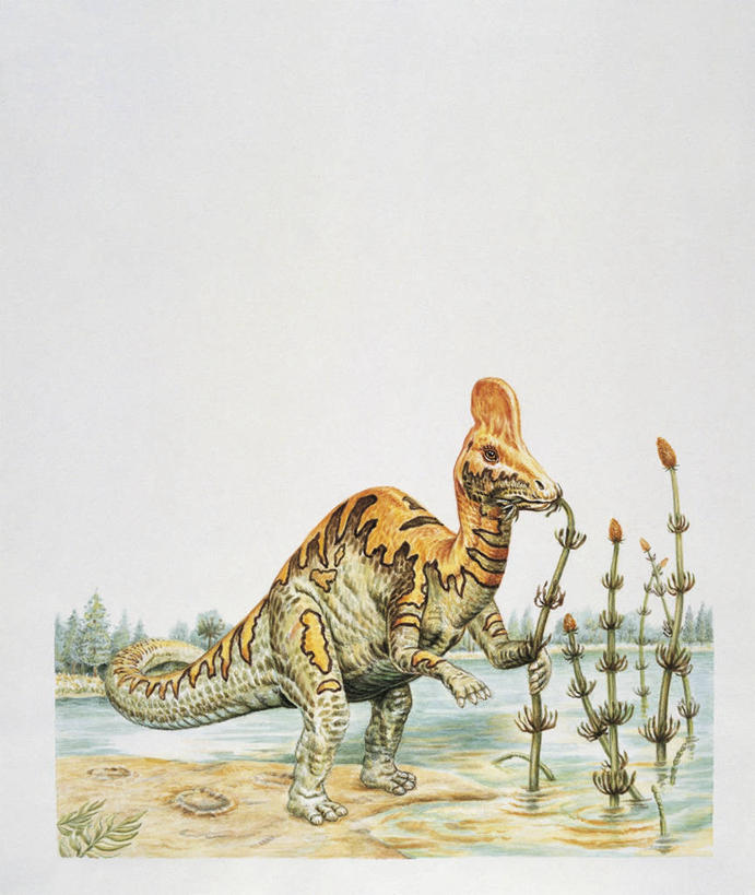 无人,吃,竖图,插画,室外,白天,侧面,旅游,度假,数码,科技,河流,美景,植物,野生动物,阴影,科学,网络,景观,流水,高光,几何,计算机图形,合成,图像,图画,历史,娱乐,画,树,天空,自然,动物,享受,休闲,概念,生物,景色,放松,恐龙,食草动物,电脑合成图,数码合成图,生物学,合成图,自然风光,水生植物,主题,自然现象,漫画,视角,偶蹄目,计算机制图,写实,具体,具象,构图,冠龙,侏罗纪,古代史,进化,地质学,史前时代,彩图,时空,动物学,过去,古生物学,脊椎动物亚门