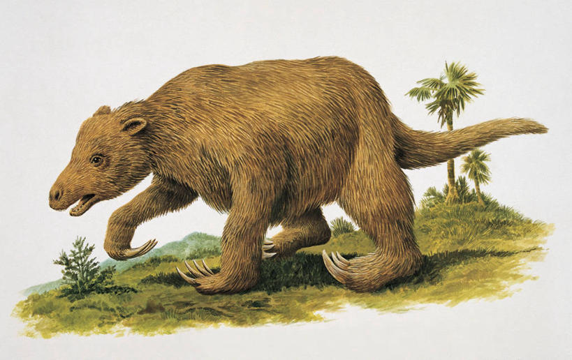 无人,横图,插画,室外,侧面,旅游,度假,数码,科技,美景,植物,棕榈树,野生动物,阴影,网络,景观,高光,几何,计算机图形,合成,图像,图画,历史,娱乐,画,草,树,自然,动物,享受,休闲,概念,景色,放松,电脑合成图,数码合成图,生物学,合成图,自然风光,主题,漫画,视角,计算机制图,写实,具体,具象,构图,树懒,古代史,地质学,史前时代,自然地理,步行,彩图,时空,动物学,白垩系,过去,古生物学,脊椎动物亚门