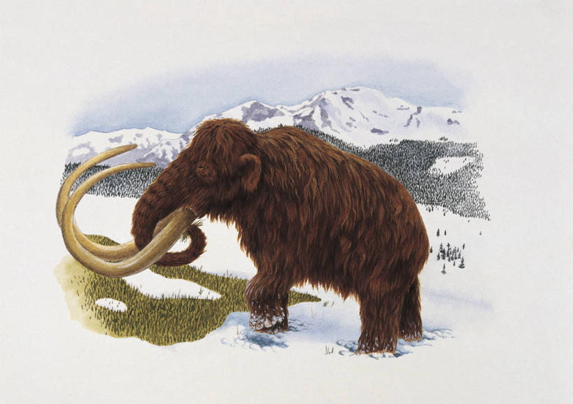 无人,站,横图,插画,室外,白天,侧面,旅游,度假,数码,科技,美景,山,山脉,雪,野生动物,长牙,阴影,科学,网络,景观,冬天,高光,几何,计算机图形,合成,图像,图画,历史,娱乐,画,天空,自然,动物,享受,休闲,概念,生物,景色,放松,寒冷,季节,冷,气象,电脑合成图,数码合成图,生物学,气候,合成图,自然风光,主题,自然现象,漫画,野地,视角,计算机制图,写实,具体,具象,构图,猛犸,进化,地质学,自然地理,彩图,时空,动物学,冻原,过去,古生物学