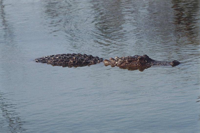 游泳,无人,横图,室外,白天,河流,鳄鱼,野生动物,波纹,反射,爬行动物,流水,图像,动物,摄影,主题,凶猛,短吻鳄,构图,美国短吻鳄,密河鳄,残暴,凶残,彩图,时空,脊椎动物亚门