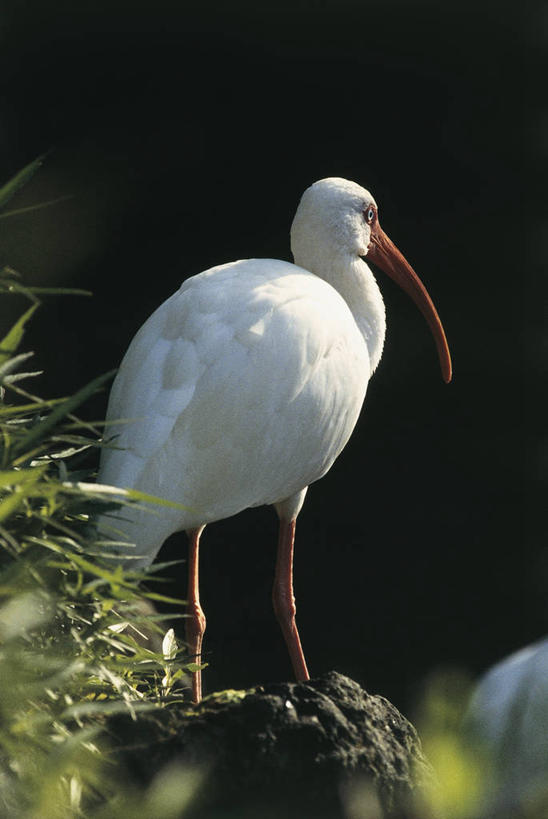 无人,站,竖图,室外,特写,白天,野生动物,美国,鸟类,图像,草,动物,摄影,鹳,北美,主题,美洲,白朱鹭,朱鹭,构图,彩图,时空,脊椎动物亚门