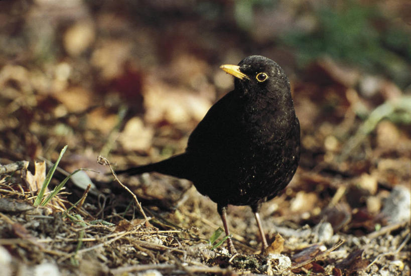 无人,横图,室外,特写,白天,鸟,野生动物,鸟类,图像,动物,摄影,栖息,主题,构图,鸣鸟,彩图,时空,脊椎动物亚门