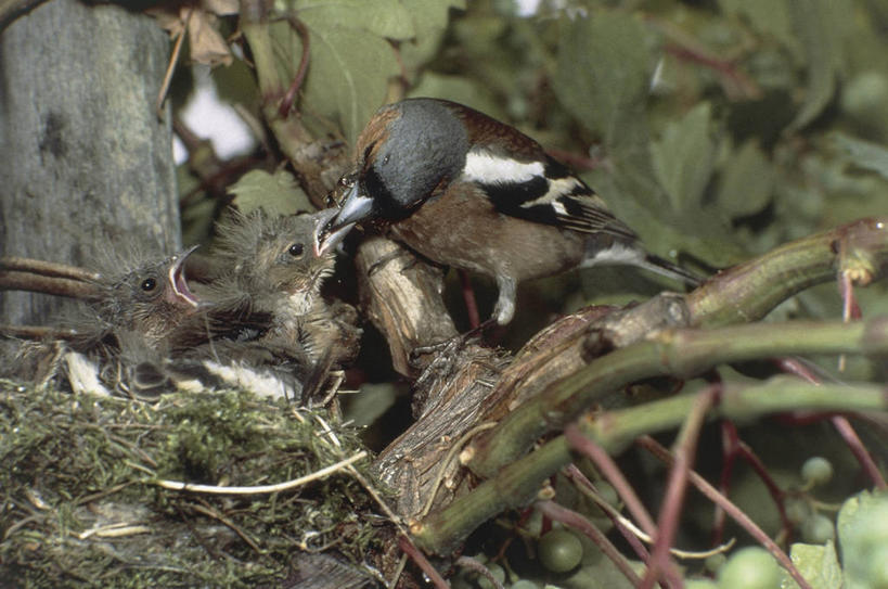 无人,横图,室外,白天,野生动物,三只,鸟类,鸟巢,图像,依靠,动物,张嘴,概念,生物,摄影,栖息,关爱,主题,生存,张大嘴巴,饥饿,喙,构图,喂养,鸣鸟,张开嘴,彩图,时空,饿,脊椎动物亚门