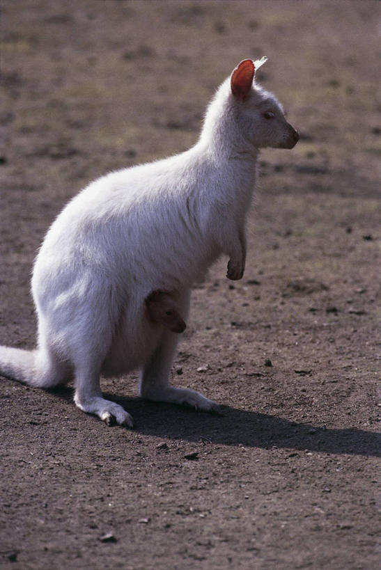 无人,站,竖图,室外,白天,侧面,哺乳动物,袋鼠,野生动物,阴影,图像,动物,两只,概念,生物,可爱,摄影,活泼,保护,关爱,幼兽,主题,视角,育儿袋,构图,彩图,时空,脊椎动物亚门