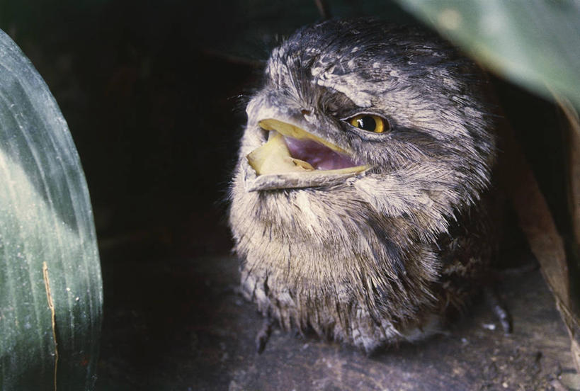 无人,横图,室外,特写,白天,翠鸟,鸟,野生动物,鸟类,图像,动物,张嘴,摄影,主题,张大嘴巴,笑翠鸟,构图,张开嘴,鱼虎,鱼狗,大翠鸟,彩图,时空,脊椎动物亚门