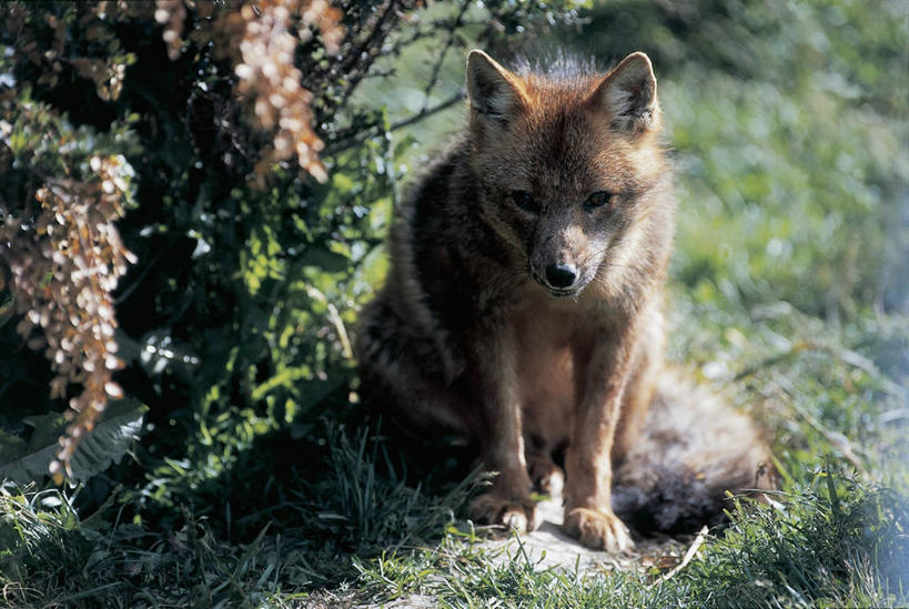无人,坐,横图,室外,特写,白天,植物,哺乳动物,狐狸,野生动物,田地,图像,草,绿色,自然,动物,生物,摄影,生长,成长,野狗,主题,肖像,灰狐,构图,彩图,时空,脊椎动物亚门