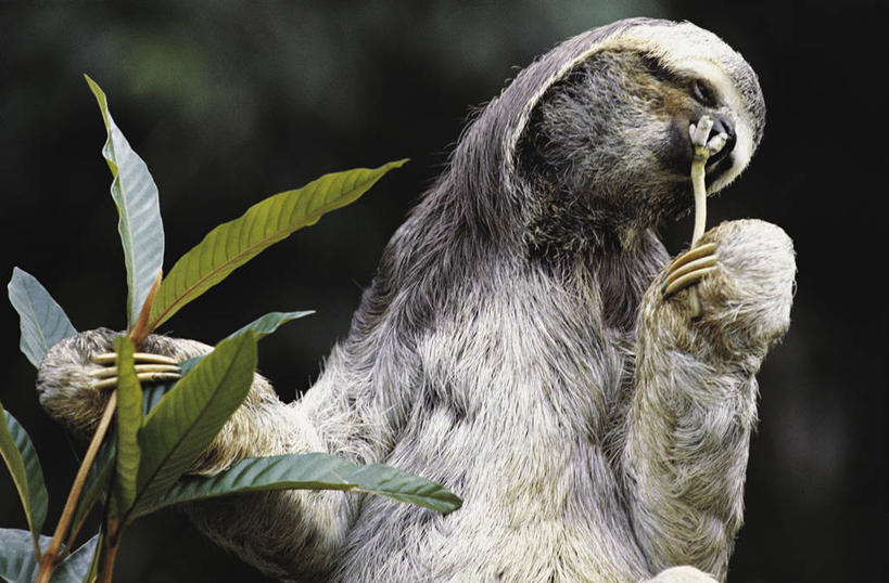 无人,吃,横图,室外,特写,白天,正面,哺乳动物,野生动物,叶子,图像,拿着,动物,生物,摄影,主题,三趾树懒,视角,构图,彩图,时空,脊椎动物亚门