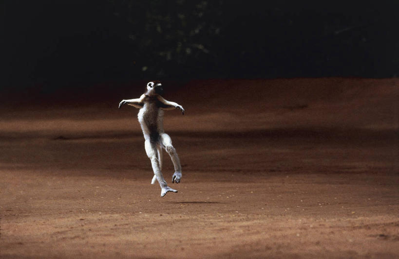 无人,跳,横图,室外,夜晚,哺乳动物,猴,野生动物,猴子,非洲,马达加斯加,科学,地形,半空,图像,动物,可爱,摄影,活泼,生物学,狐猴,主题,灵长目,阿非利加洲,构图,马达加斯加共和国,彩图,时空,动物学,脊椎动物亚门