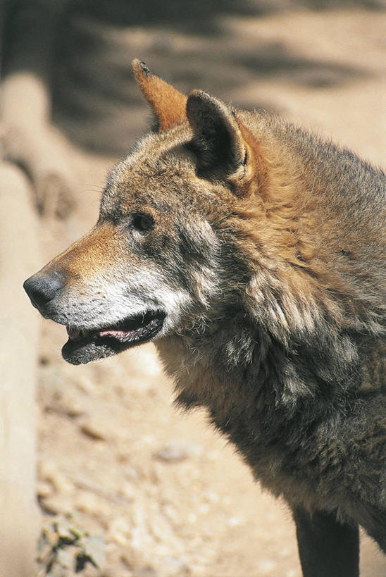 无人,竖图,室外,特写,白天,植物,哺乳动物,狼,野生动物,意大利,欧洲,科学,图像,绿色,自然,动物,生物,摄影,生长,成长,生物学,国家公园,地中海文化,南欧,野狗,主题,构图,灰狼,彩图,时空,传统文化,动物学,脊椎动物亚门,郊野公园