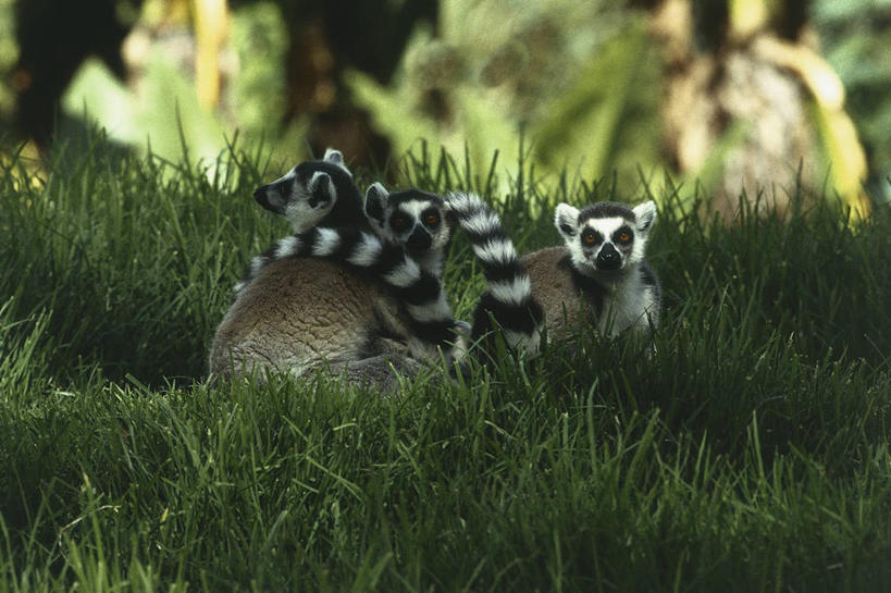 无人,横图,室外,白天,森林,哺乳动物,野生动物,三只,科学,图像,草,动物,生物,摄影,生物学,狐猴,主题,灵长目,环尾狐猴,构图,彩图,原猴,时空,动物学,林区,脊椎动物亚门