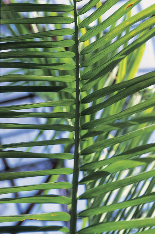 无人,竖图,室外,特写,白天,植物,棕榈树,水果,叶子,草药,图像,中药,自然,概念,摄影,生长,主题,药材,中草药,棕榈叶,槟榔,中药材,本草,槟榔子,大腹子,宾门,橄榄子,青仔,构图,彩图,时空