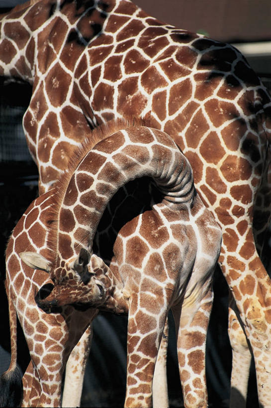 无人,竖图,室外,特写,白天,哺乳动物,长颈鹿,野生动物,图像,动物,两只,生物,摄影,活泼,生物学,主题,构图,彩图,时空,动物学,脊椎动物亚门