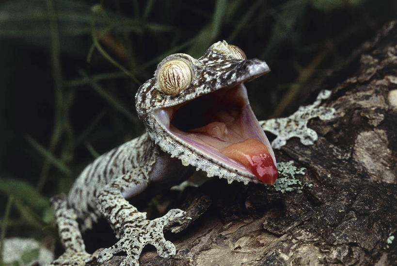 无人,横图,室外,特写,白天,壁虎,野生动物,非洲,马达加斯加,科学,图像,动物,张嘴,生物,摄影,生物学,圆木,主题,张大嘴巴,构图,东非,叶尾壁虎,张开嘴,彩图,时空,动物学,脊椎动物亚门