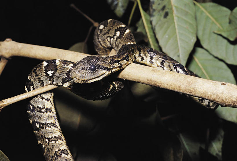 无人,横图,室外,特写,白天,野生动物,叶子,非洲,马达加斯加,科学,蟒蛇,爬行动物,蛇,枝,图像,动物,摄影,生物学,冷血动物,主题,凶猛,脊椎动物,长虫,阿非利加洲,构图,东非,马达加斯加共和国,残暴,凶残,彩图,时空,冷血,动物学,马达加斯加树蚺,脊椎动物亚门