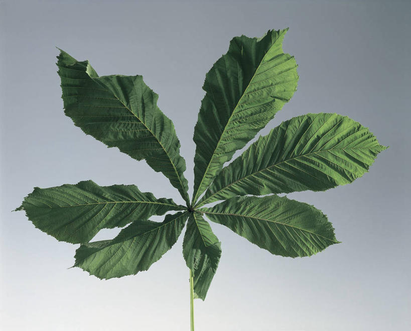 无人,横图,室内,特写,叶子,科学,图像,绿色,摄影,生物学,七叶树,落叶树,构图,叶脉,彩图,影棚拍摄,时空