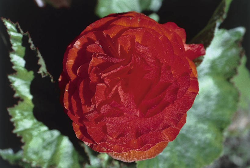 无人,横图,俯视,室外,夜晚,运动模糊,美景,叶子,科学,景观,茎,图像,红色,自然,概念,景色,摄影,秋海棠,生物学,自然风光,主题,视角,构图,彩图,高角度拍摄,旅行,时空