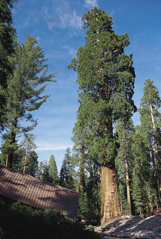 无人,竖图,室外,白天,仰视,旅游,度假,美景,森林,植物,美国,阴影,景观,云,图像,娱乐,树,天空,自然,享受,休闲,概念,景色,放松,摄影,生长,北美,北美洲,国家公园,加利福尼亚,自然风光,主题,美洲,自然现象,视角,种植园,北亚美利加洲,亚美利加洲,红杉国家公园,构图,红杉,针叶树,彩图,低角度拍摄,旅行,美利坚合众国,时空,林区,郊野公园