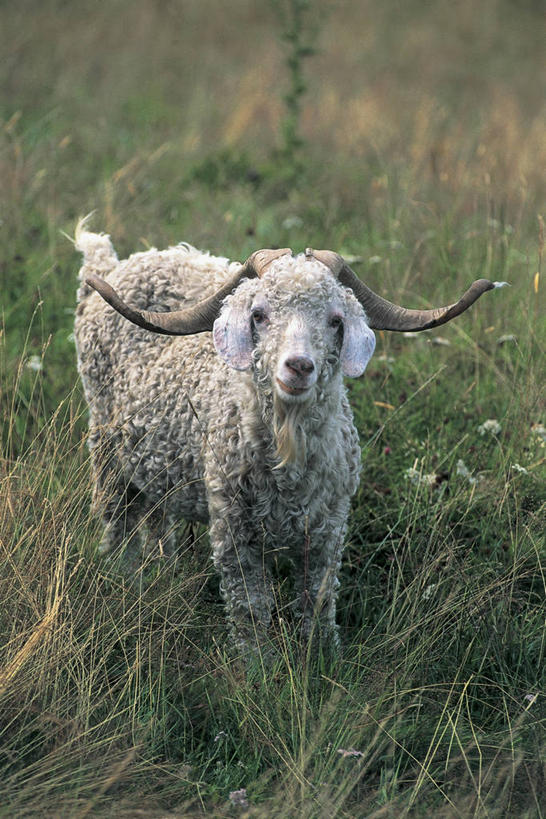 无人,竖图,室外,特写,白天,哺乳动物,野生动物,法国,欧洲,图像,草,动物,家畜,摄影,地中海文化,主题,中欧,构图,家山羊,奥弗涅,安哥拉山羊,山羊,彩图,旅行,时空,传统文化,脊椎动物亚门