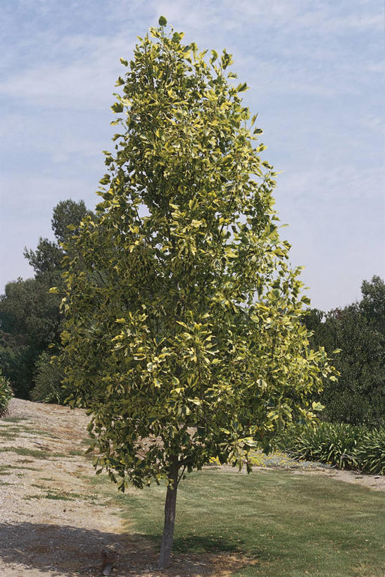 无人,竖图,室外,白天,旅游,度假,美景,植物,郁金香,阴影,地形,景观,云,图像,娱乐,草,树,风景,天空,自然,享受,休闲,概念,景色,放松,摄影,宁静,自然风光,主题,自然现象,落叶树,构图,郁金香树,彩图,旅行,时空,百合科