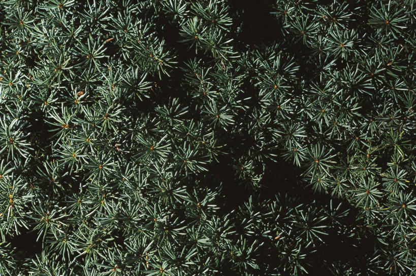 无人,横图,室外,特写,背景,树林,植物,叶子,科学,雪松,图像,树,自然,概念,摄影,生长,生物学,主题,云杉,构图,针叶树,彩图,全画面,全框架,全帧,时空,全画幅