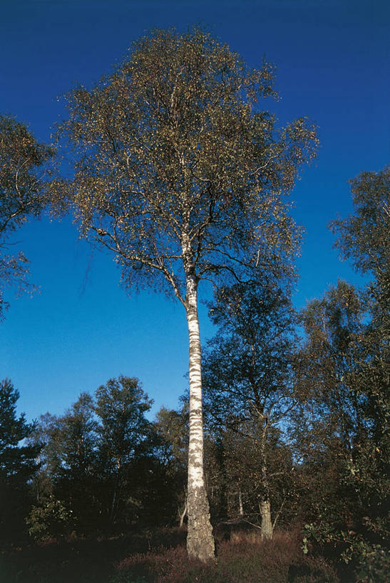 无人,竖图,室外,仰视,植物,白桦树,叶子,图像,树,树干,天空,自然,黄昏,概念,摄影,白桦,生长,主题,自然现象,视角,落叶树,万里无云,构图,彩图,低角度拍摄,时空
