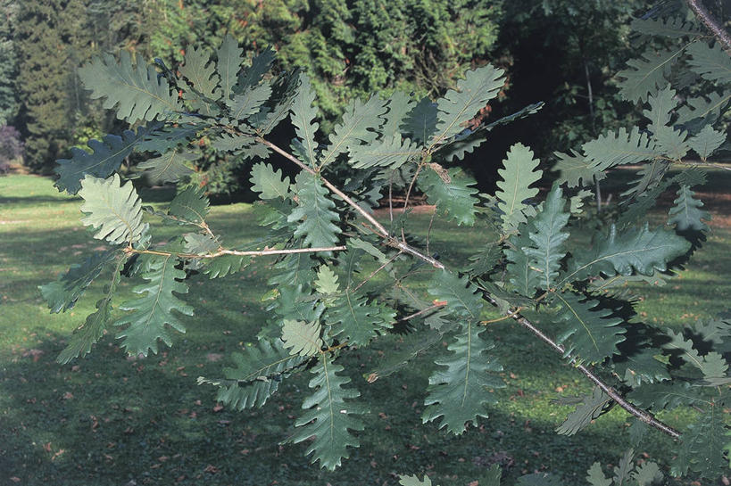 无人,横图,室外,特写,白天,旅游,度假,美景,植物,叶子,科学,景观,枝,图像,娱乐,草,树,自然,享受,休闲,概念,景色,放松,摄影,生长,生物学,自然风光,主题,橡树,山毛榉,落叶树,麻栎金刚,山毛榉树,构图,彩图,壳斗,时空