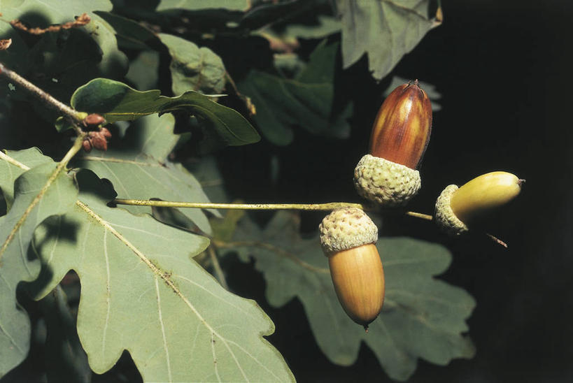 无人,横图,室外,特写,植物,水果,叶子,科学,食品,种子,图像,饮食,树,自然,概念,摄影,生长,生物学,主题,橡树,橡树果,山毛榉,落叶树,麻栎金刚,山毛榉树,构图,彩图,壳斗,时空